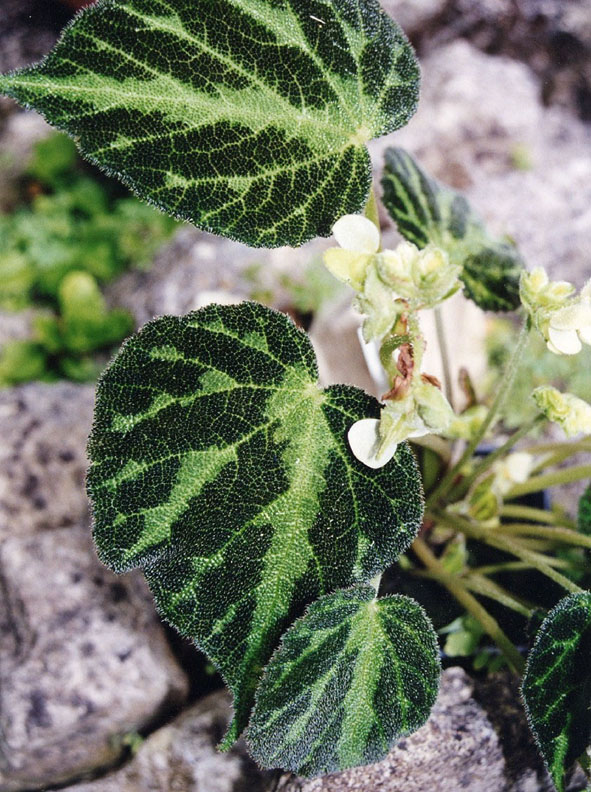 B. imperialis var. brunnea
